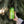 IPA 12 x 473 ml