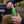 IPA 12 x 473 ml